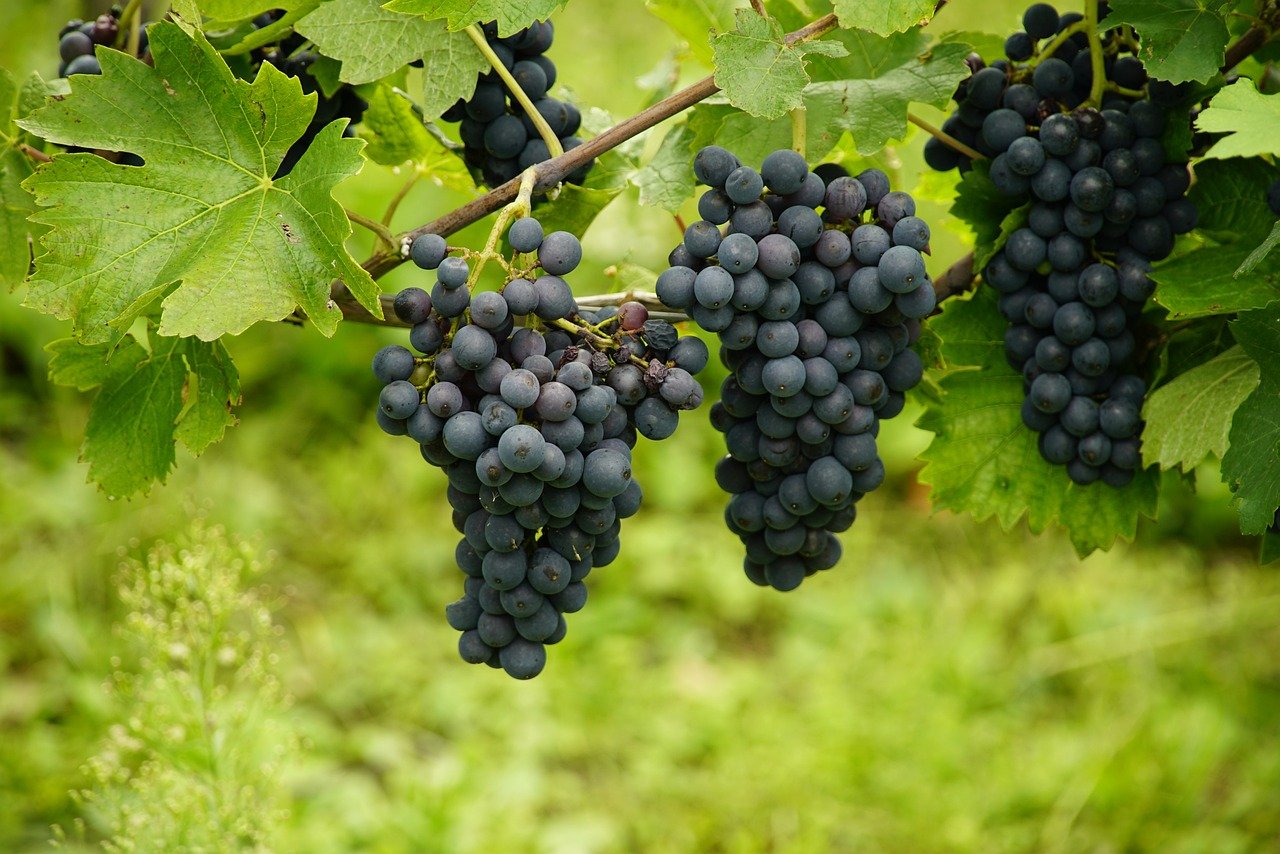 Annata viticola 2024: alla FEM la 17^ Giornata tecnica della vite e del vino.