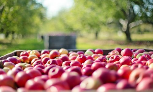 Giovani agricoltori: disposti ulteriori 8,7 milioni di euro